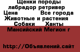 Щенки породы лабрадор ретривер › Цена ­ 8 000 - Все города Животные и растения » Собаки   . Ханты-Мансийский,Мегион г.